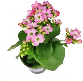 Kalanchoe blossfeldiana 'Calandiva Pink', Colorful Houseplant, Flowering Houseplant, Colorful Flowering Houseplant, buy Kalanchoe online