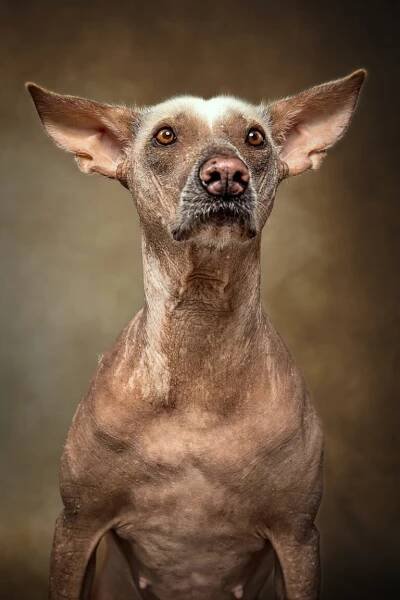 Saint dog - chovatelská stanice, peruánský naháč, mexický naháč