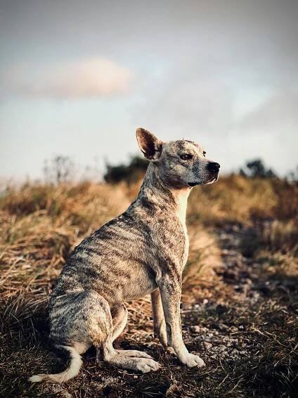 bezplatná Základová fotografie zdarma na téma @ venku, čtyřnožec, denní světlo Základová fotografie