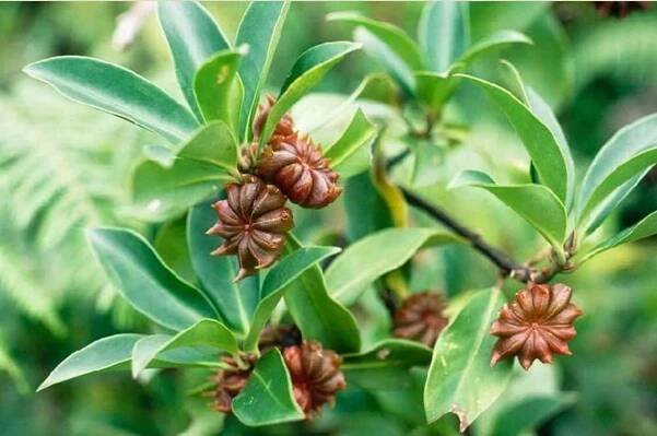 Discover the Fragrant and Sweet Taste of Vietnamese Star