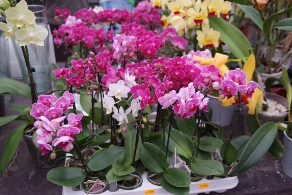 Orchideje Na slupi 3. 11. 2013