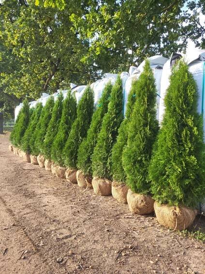Thuja occ.Smaragd 170-180 cm - Zahradnictví Munzar