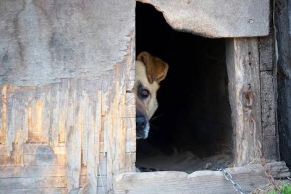 Ukrutný čin v okrese Komárno: Muž mal dobiť psa na smrť