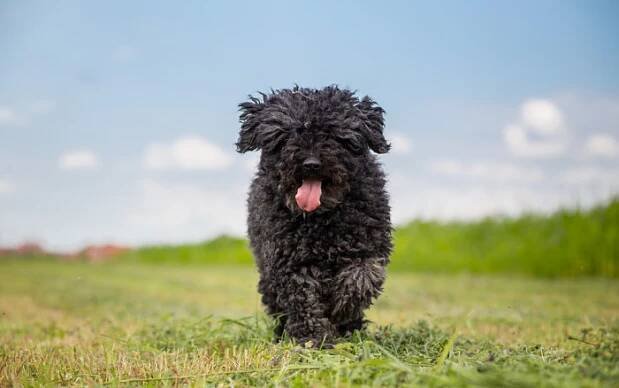 Štěně puliho, foto: Shutterstock