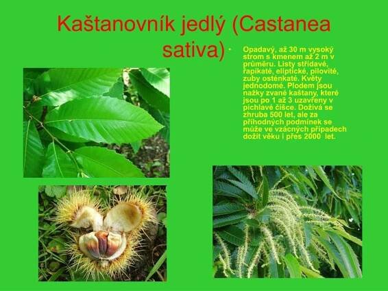 PPT - Čeleď: Bukovité (Fagaceae) PowerPoint Presentation, free download - ID:3653939