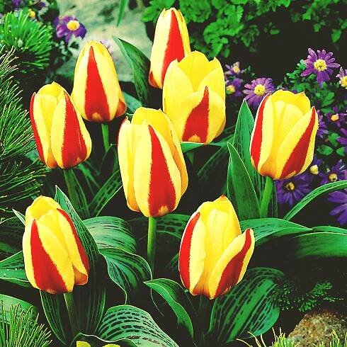 Tulipán Nízký Kaufmann Gluck 5 ks Tulipány Cibulky Tulipánů Cibule