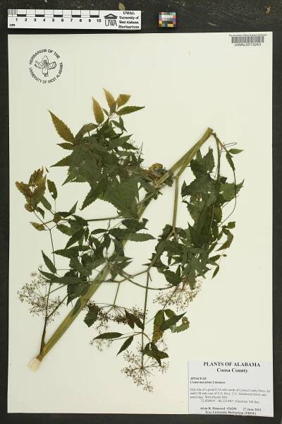 Cicuta maculata - Species Page - APA: Alabama Plant Atlas 