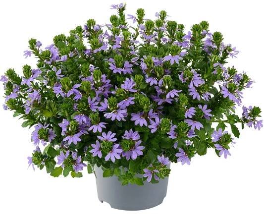 Scaevola Aemula Fancy Blue