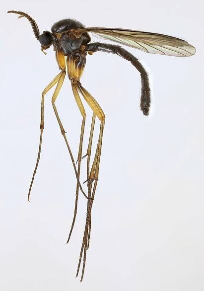 Isoneuromyia semirufa