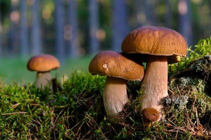 Jak dlouho vydrží houby v mrazáku
