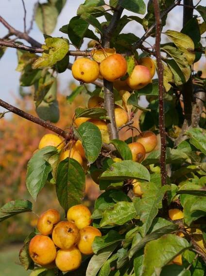 Malus 'Butterball' | jabloň 'Butterball' - Van den Berk školky