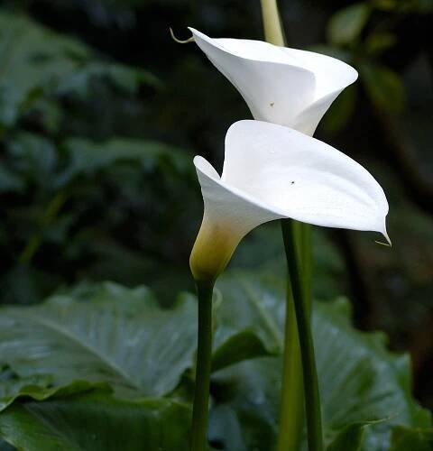Calla zantedeschia: péče a pěstování doma