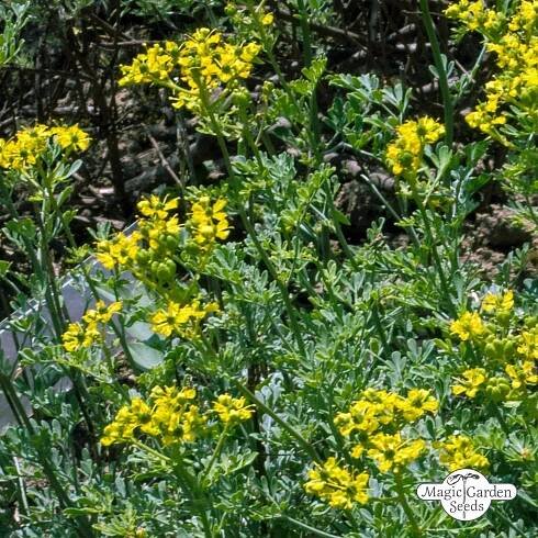 BIO Routa vonná od Magic Garden Seeds - Přírodní zahrady