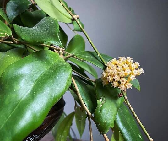 Ep. 142 - So How Are Those Plant Resolutions Coming?