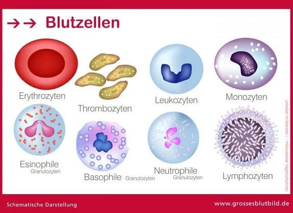 Blutzellen