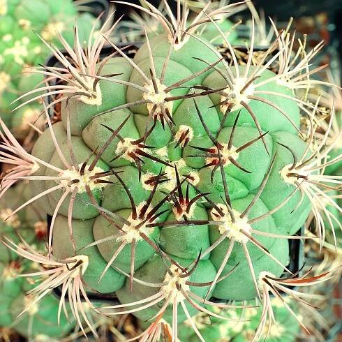 Gymnocalycium saglionis [large] - May