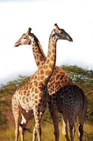 4 místo 1: Nové druhy žiraf