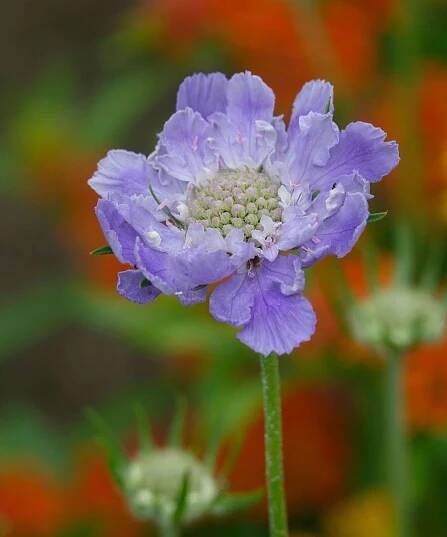 Scabiosa caucasica 'Clive Greaves’ in bloom