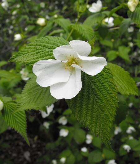 Růžovec zákulovitý (Rhodotypos scandens)