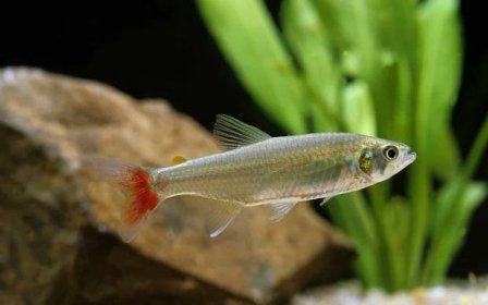 Bloodfin Tetra (Aphyocharax anisitsi): Ultimate Care Guide - Fish Laboratory