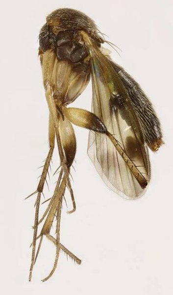 Mycetophila edwardsi