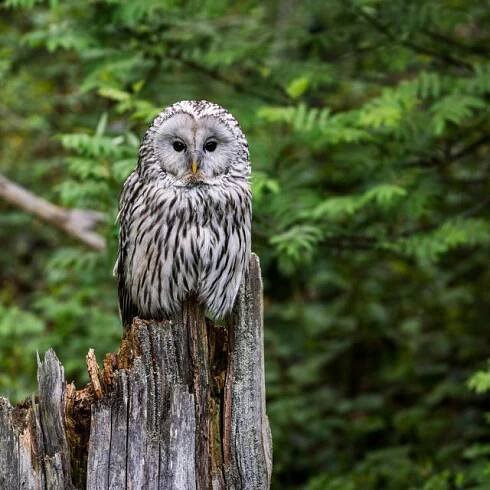 Puštík bělavý  (Strix uralensis),  sova,  příroda,  les | foto: Fotobanka Profimedia