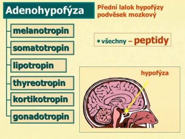 Adenohypofýza melanotropin somatotropin lipotropin thyreotropin kortikotropin gonadotropin Přední lalok hypofýzy podvěsek mozkový   všechny – peptidy hypofýza