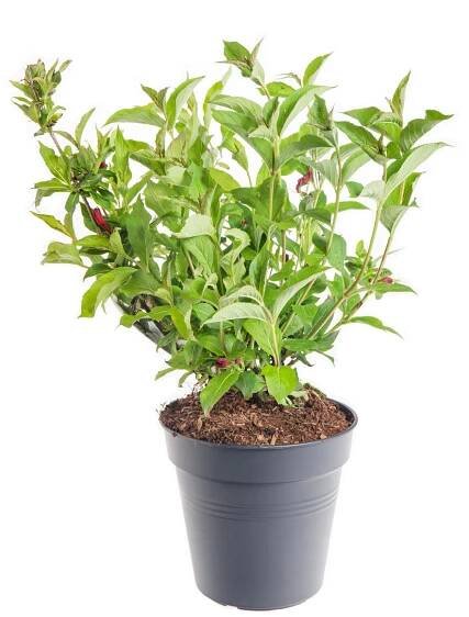 Vajgélie, Weigela Red Prince velikost kontejneru 5 l skladem | ZAZUMi.cz