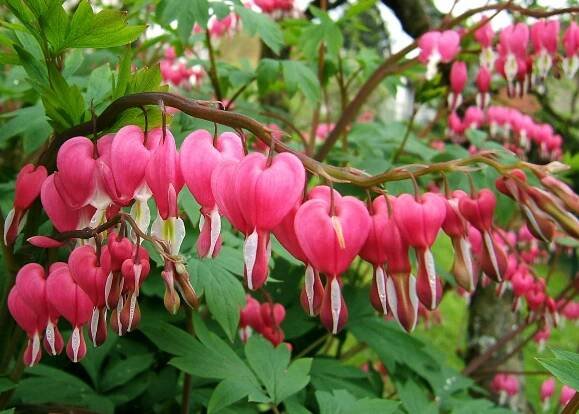 Dicentra