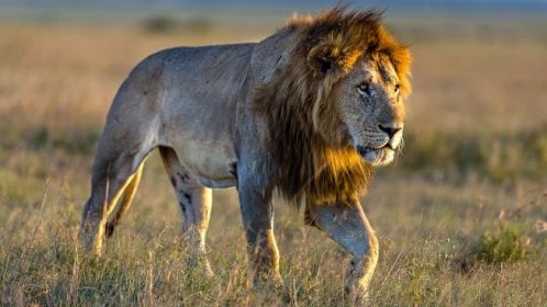Mezi deseti zabitými lvy je i Lví král. Nebezpečná africká válka eskaluje