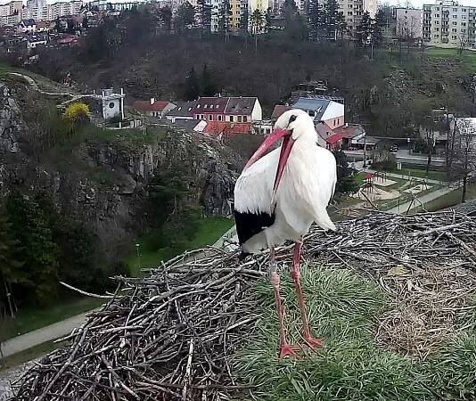 Komín nad prodejnou Flystork: Virtuální pohled do života naších čápů.