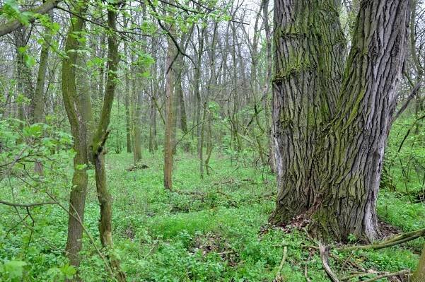 Návrat topolu černého do lužních lesů – Les aktuálně