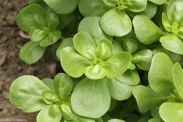 fotografie Portulaca oleracea subsp. sativa (šrucha zelná setá)