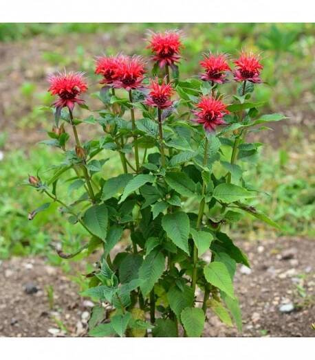 Zavinutka podvojná - Monarda didyma - semena - prodej - 30 ks