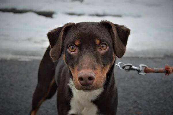 DALE z Jimlína - ADOPTOVANÝ - Home4Pets