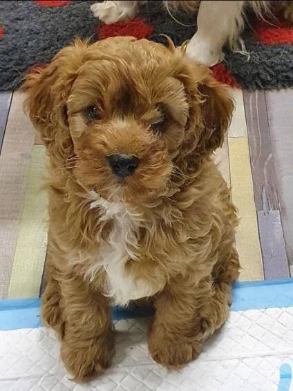 Seriózně.cz, Zdravá štěňata Cavapoo na prodej.