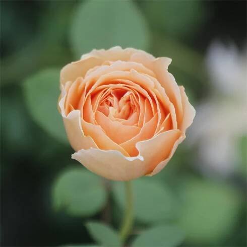 Rose LOKI - CHINESE EXPORTER