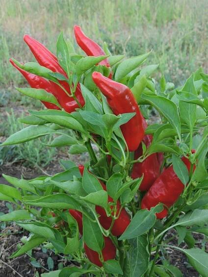 redchiledeagua.JPG