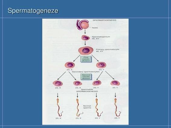 PPT - Buněčné dělení PowerPoint Presentation, free download - ID:4133643