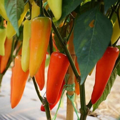 PAPRIKA SLADKÁ MAĎARSKÁ, VÝKONNÁ STARÁ ODRŮDA SEMEN