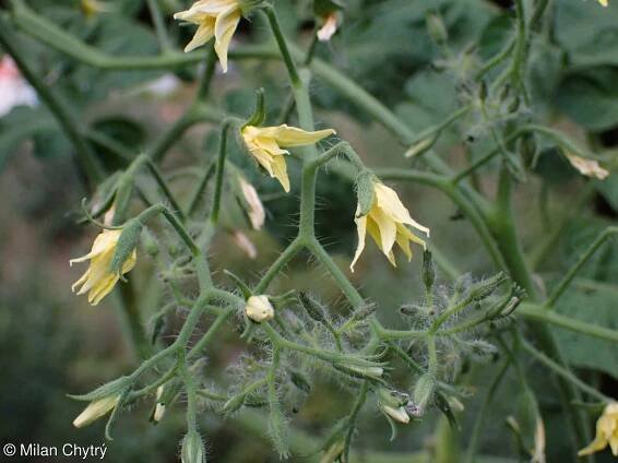 Solanum lycopersicum – lilek rajče, rajče jedlé