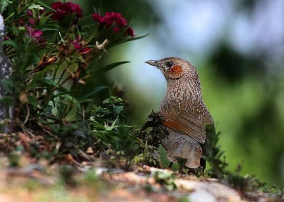 Pangot birding destination | North India Birding hotspot | Pangot