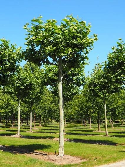Nursery: Purchase topiaries and pleached trees