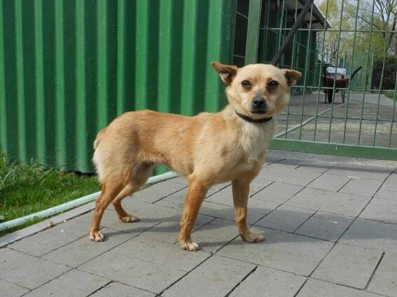 Psi k adopci z útulků, azylů a neziskových organizací