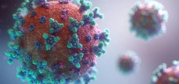 Krysy by se mohly stát novým přenašečem koronaviru, a to zcela bez příznaků