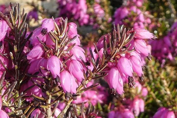 Winter heath in Spring