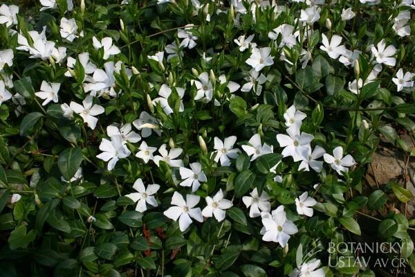 Vinca minor 'Colada' - barvínek menší | Lukáš Hrdinka | Autoři | iBotky.cz
