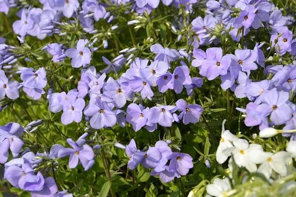 Phlox stolonifera " Blue Ridge " - flox, plamenka Zahradnictví Krulichovi - zahradnictví, květinářství, trvalky, skalničky