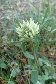 Jetel panonský (Trifolium pannonicum)