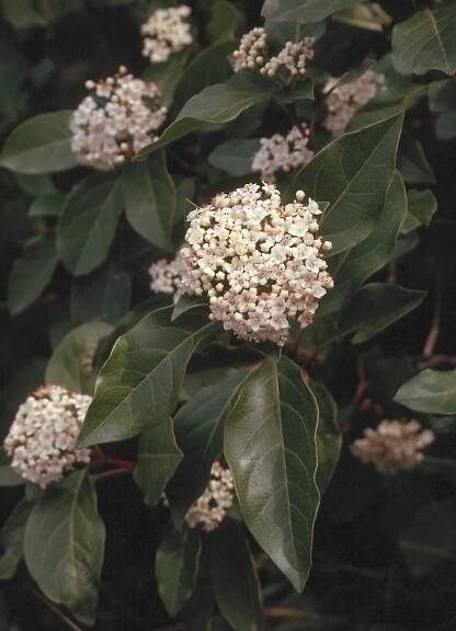 Viburnum tinus - kalina středozemní